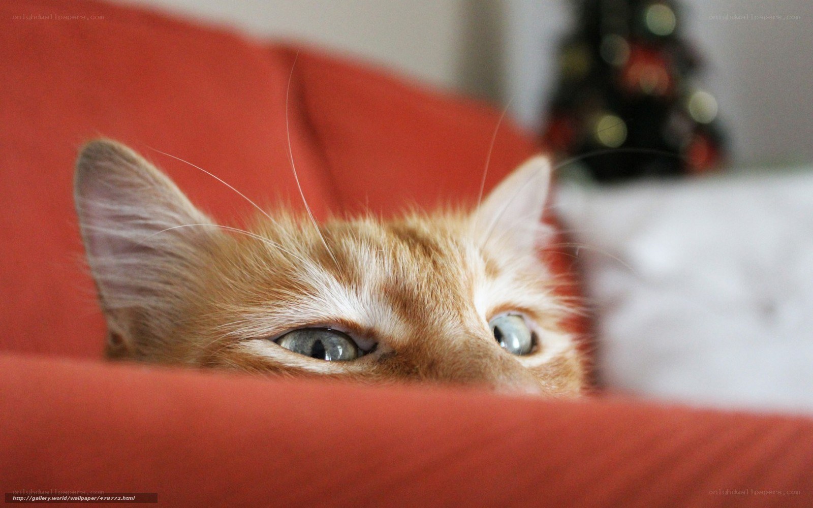 ginger cat peeking out