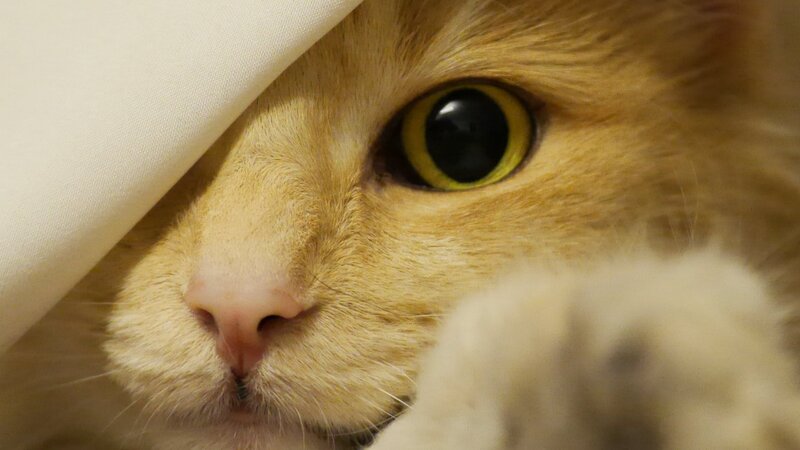 Ginger Cat Peeking Out — Orange