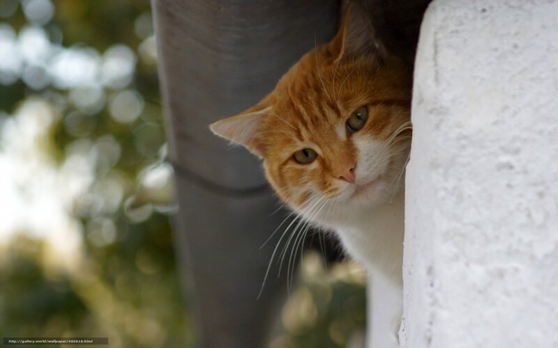 ginger cat peeking out