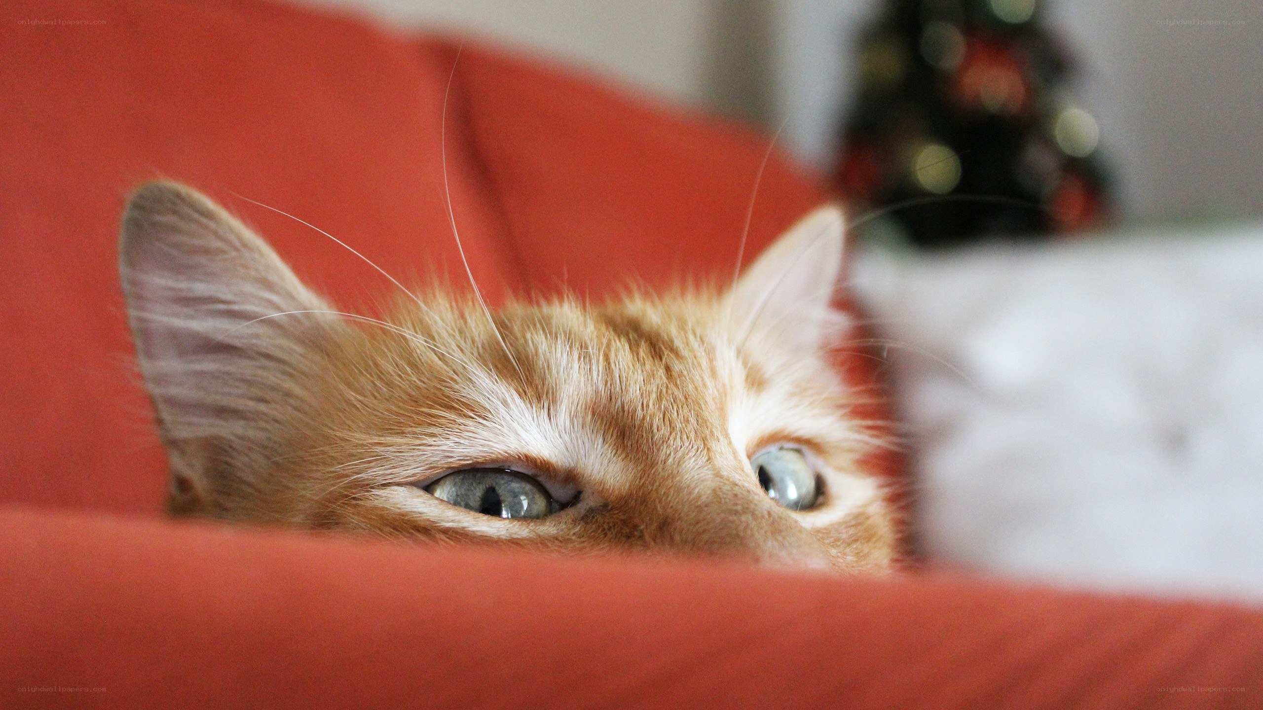 ginger cat peeking over couch