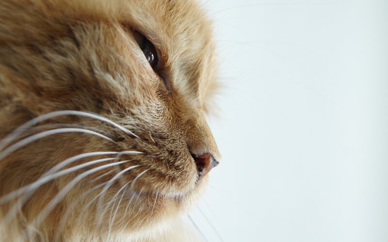 Ginger Cat Profile