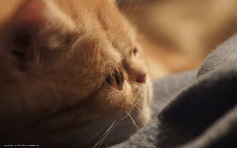 Ginger Cat Resting — Brown