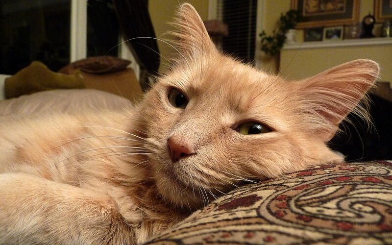 ginger cat resting on cushion