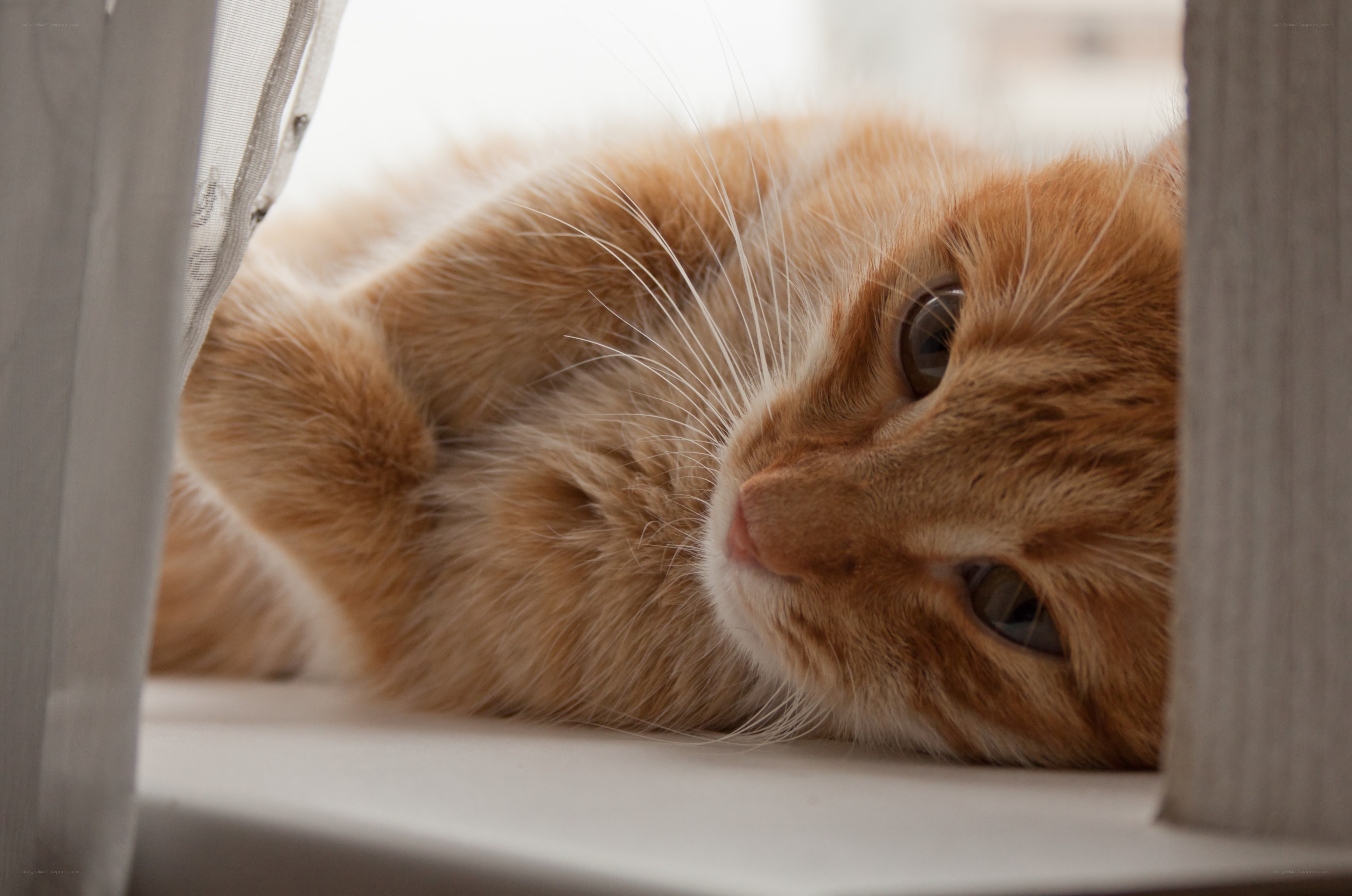 ginger cat resting on windowsill