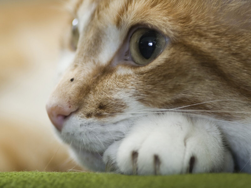 Ginger Cat Resting — Orange