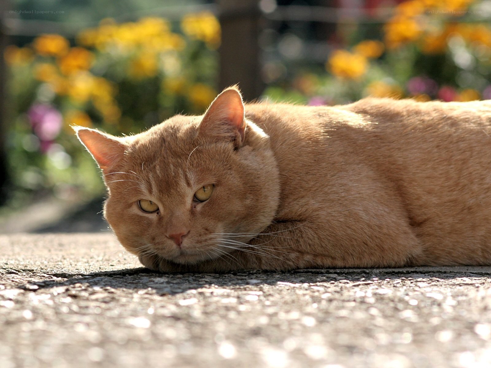 ginger cat resting outdoors