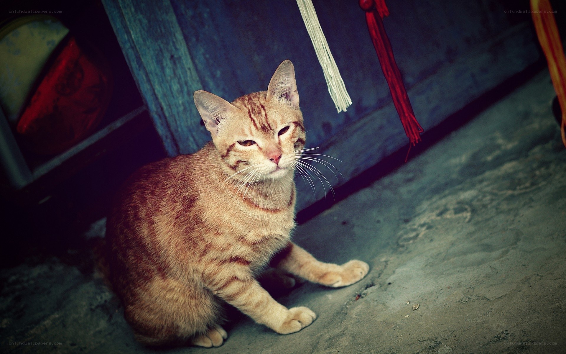 ginger cat sitting on concrete