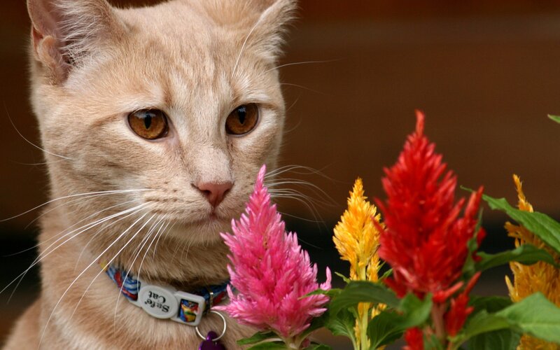 Ginger Cat Sniffing Flowers — Orange