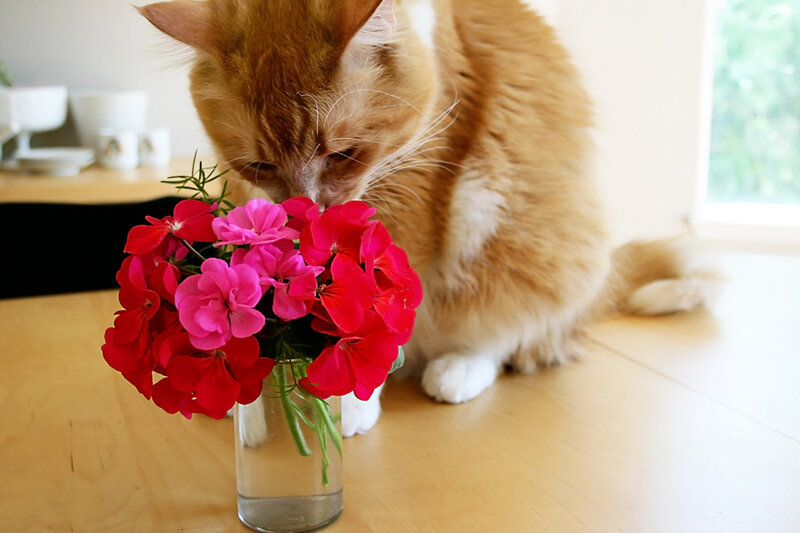 Ginger Cat Sniffing Flowers