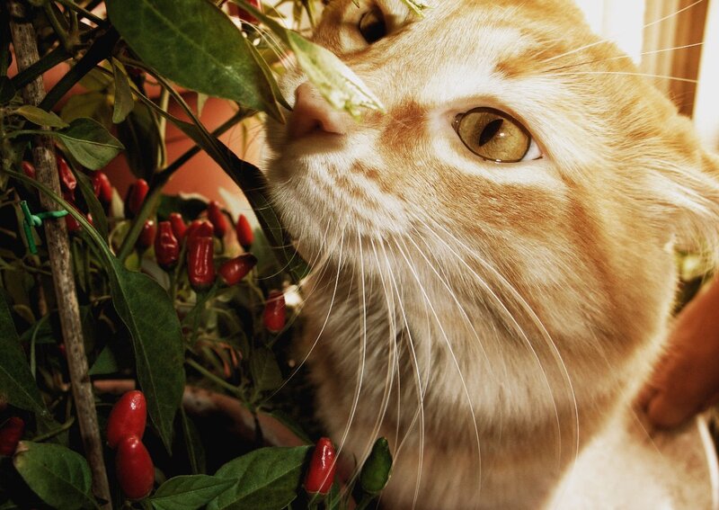Ginger Cat Sniffing Peppers