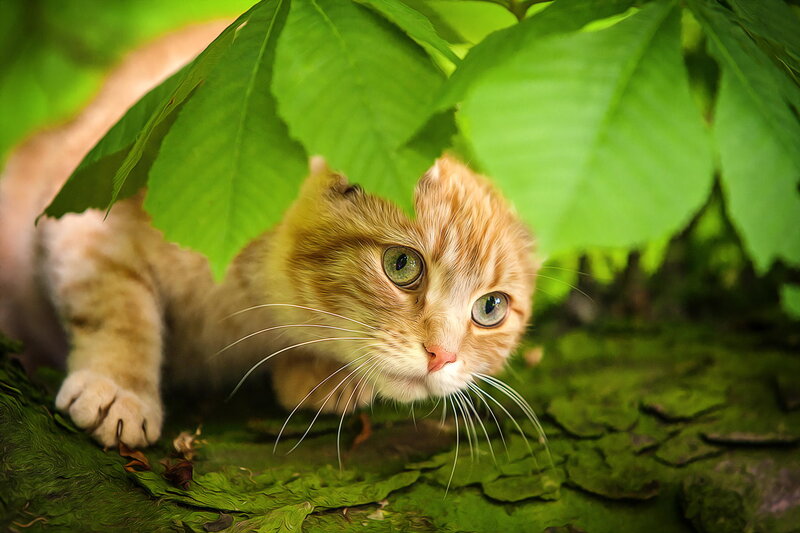 Ginger Cat under Leaves