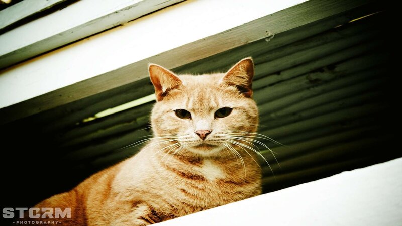 ginger cat under shelter