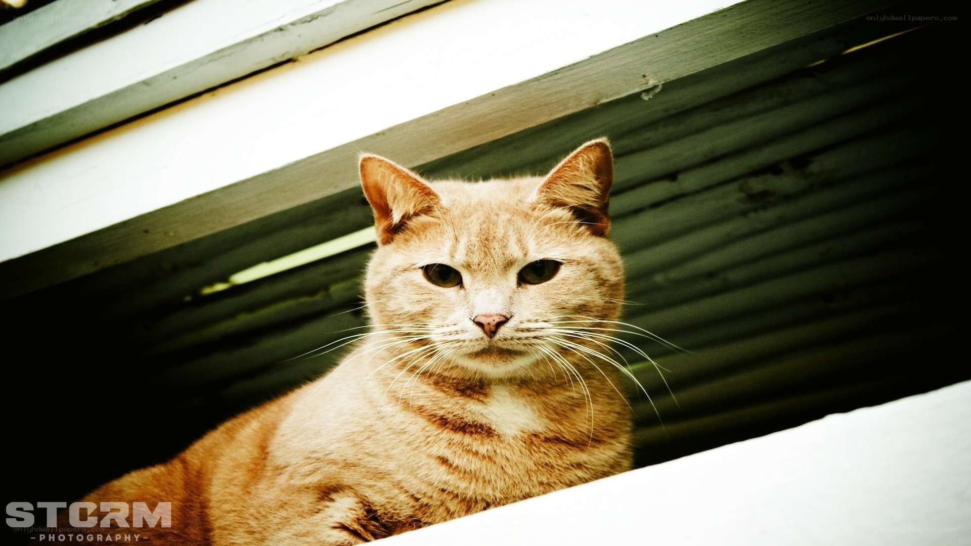 ginger cat under shelter