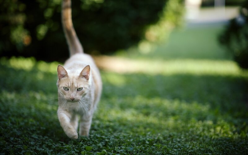 Ginger Cat Walking — Green