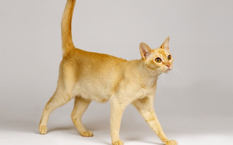 Ginger Cat Walking