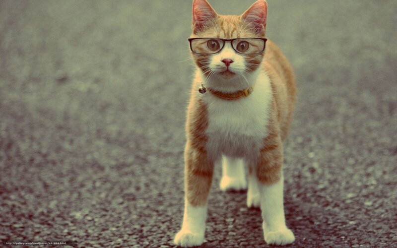 Ginger Cat Wearing Glasses — Orange, Calm