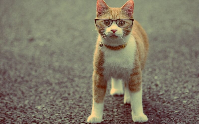 Ginger Cat Wearing Glasses — Orange, Curious, Photograph