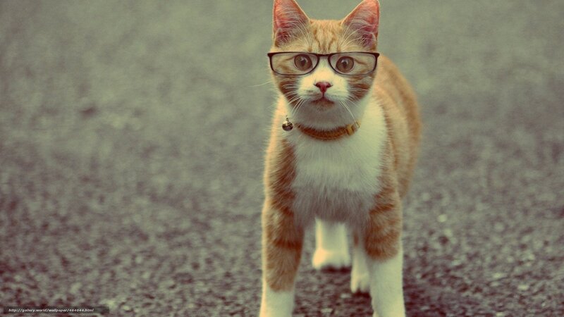 Ginger Cat Wearing Glasses — Orange, Curious