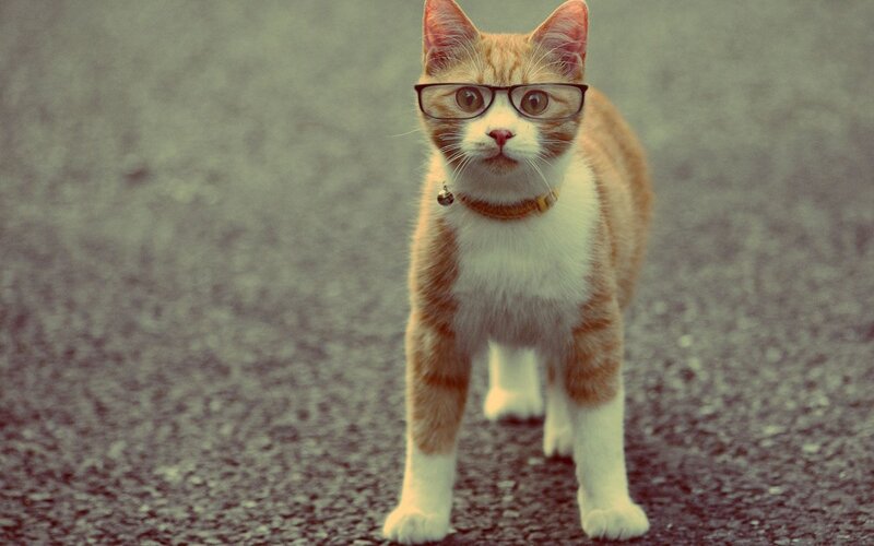 Ginger Cat Wearing Glasses — Orange