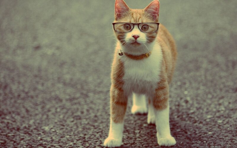 Ginger Cat Wearing Glasses