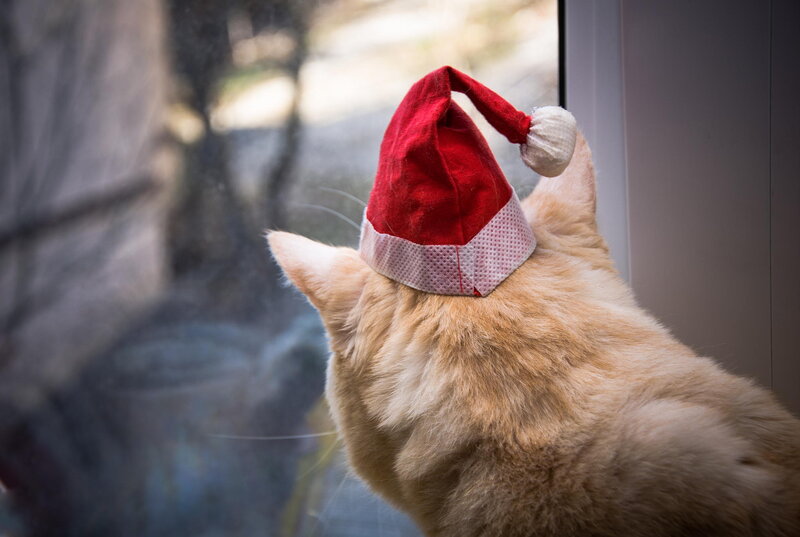 Ginger Cat Wearing Hat — Red