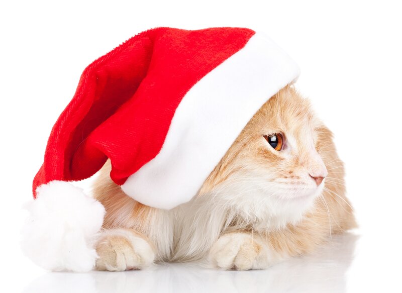 Ginger Cat Wearing Hat