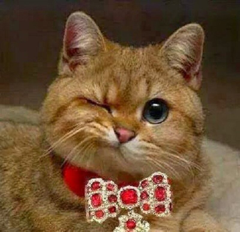 Ginger Cat Winking