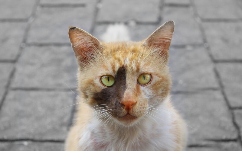 ginger cat with brown patch