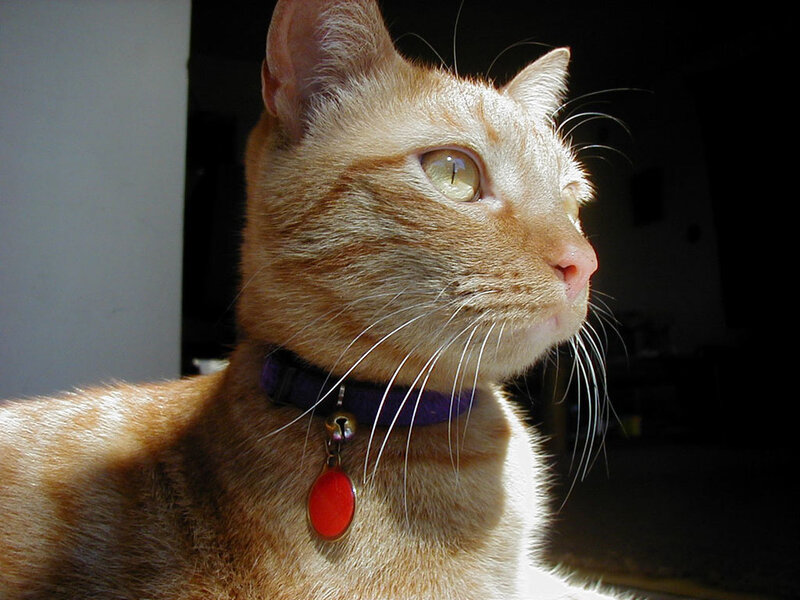 ginger cat with collar