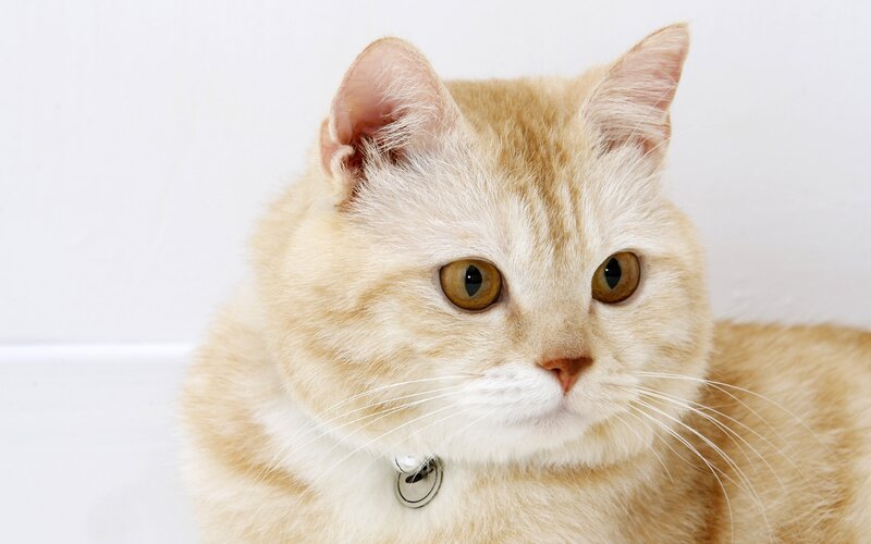 Ginger Cat with Collar — Orange, Calm, Photograph