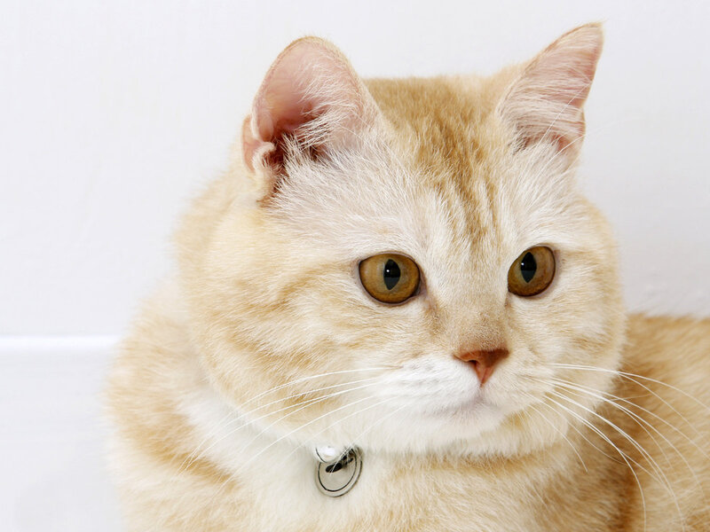Ginger Cat with Collar — Orange, Calm