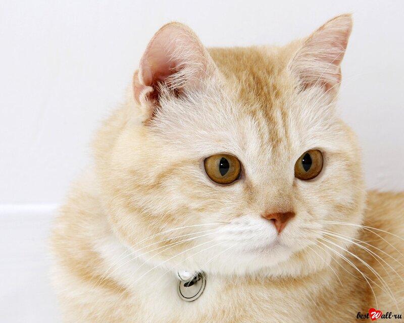 Ginger Cat with Collar — White