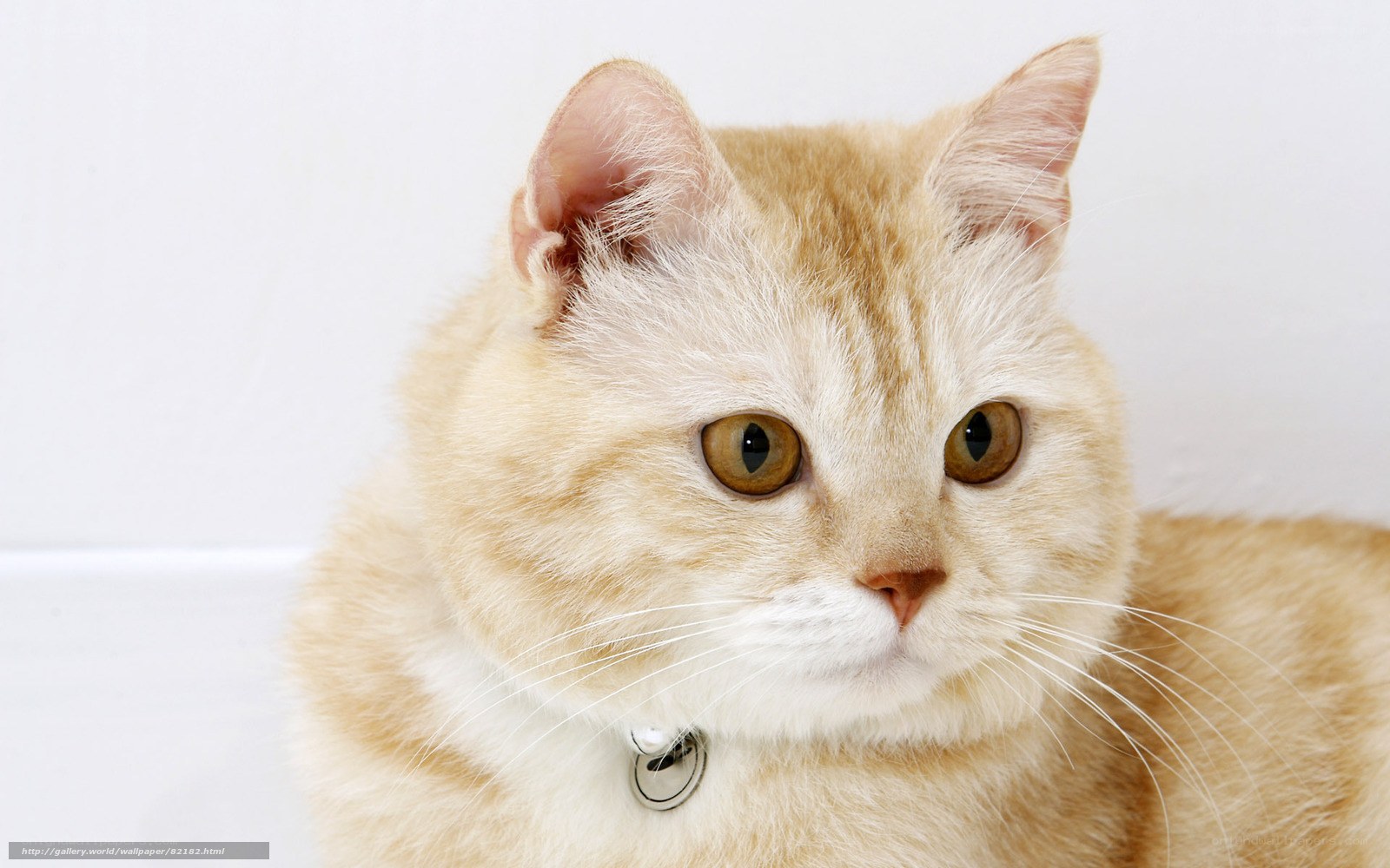 ginger cat with collar