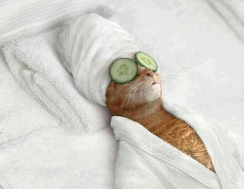 Ginger Cat with Cucumber Slices