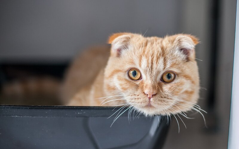 ginger cat with folded ears