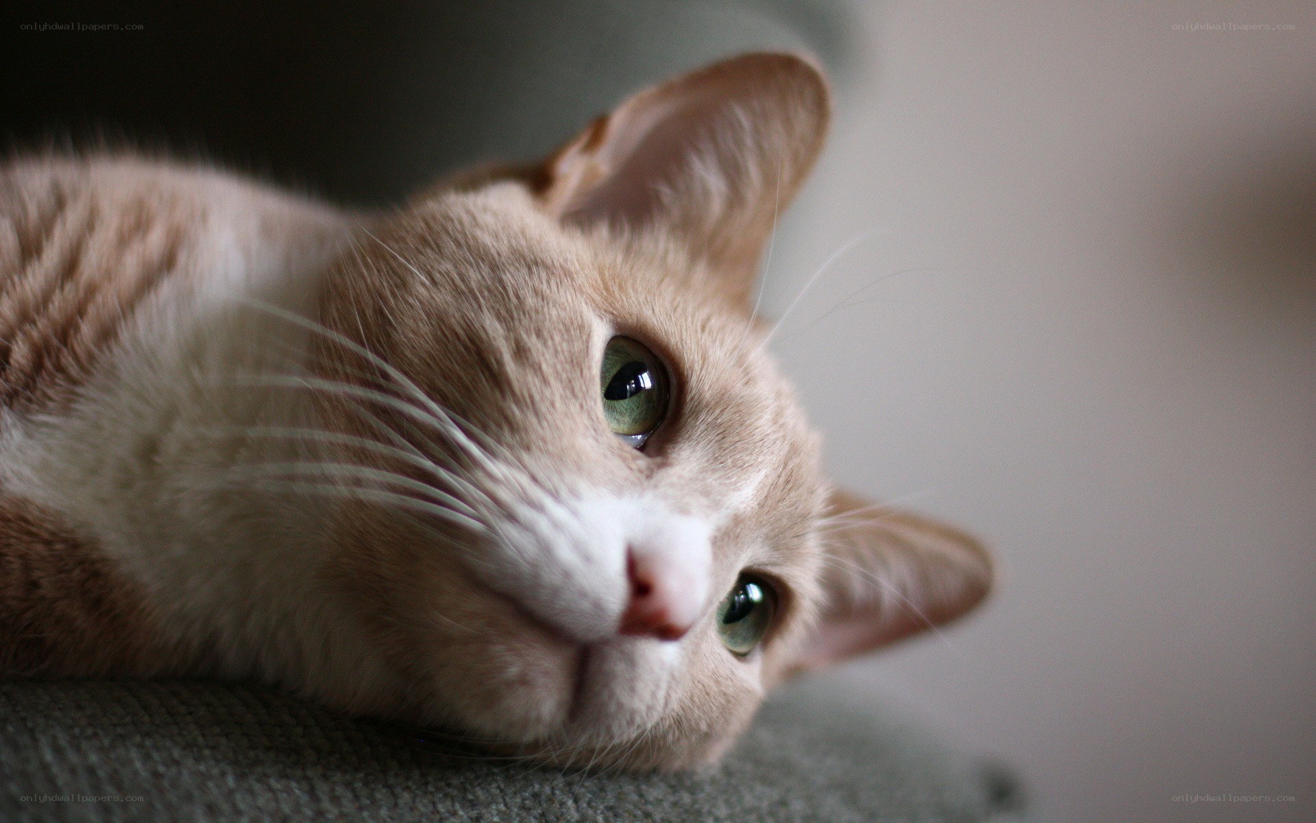 ginger cat with green eyes