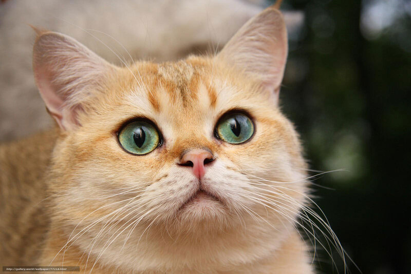 Ginger Cat with Green Eyes — Orange, Curious