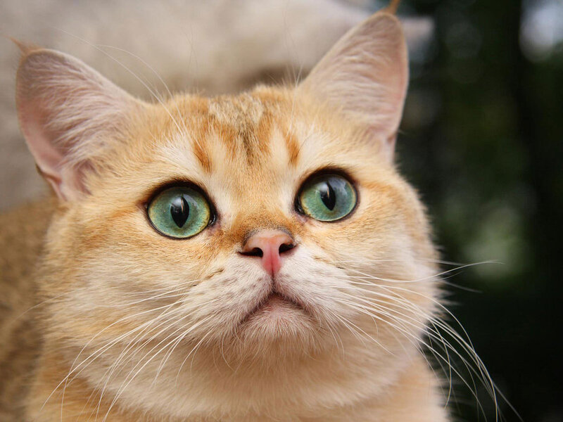 Ginger Cat with Green Eyes — Orange