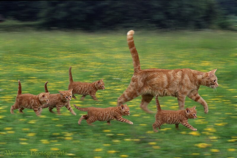 Ginger Cat with Kittens