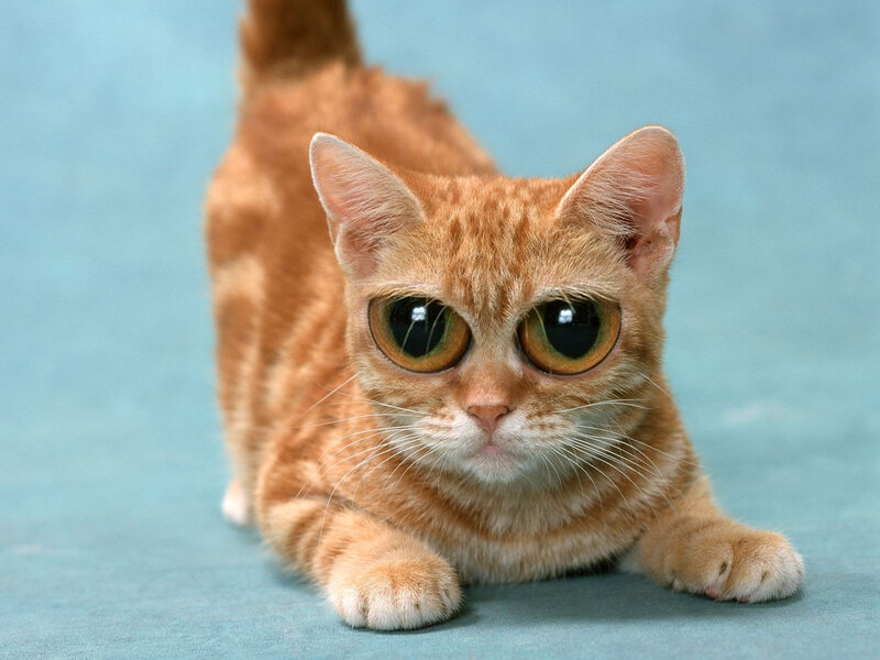 ginger cat with large eyes