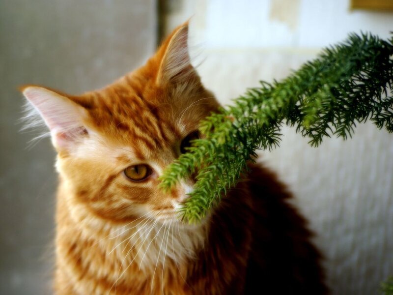 ginger cat with plant