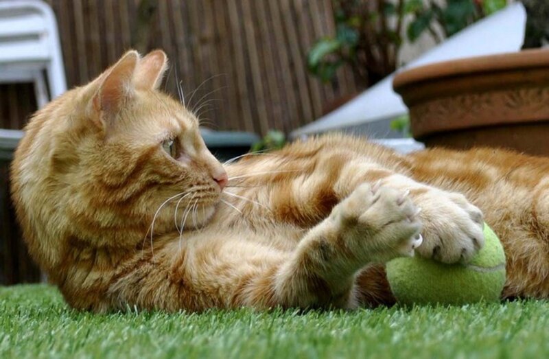 Ginger Cat with Tennis Ball