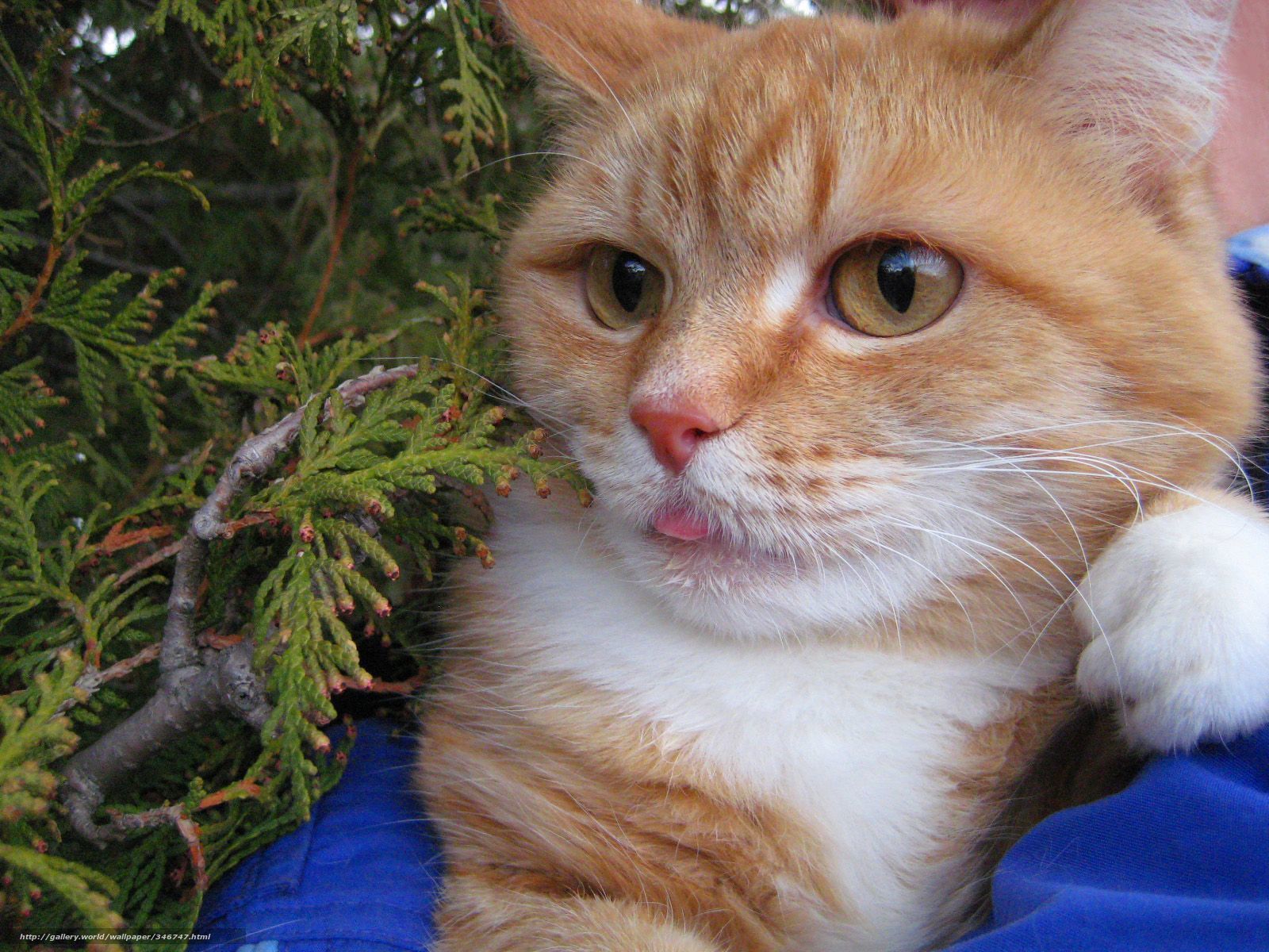 ginger cat with tongue out