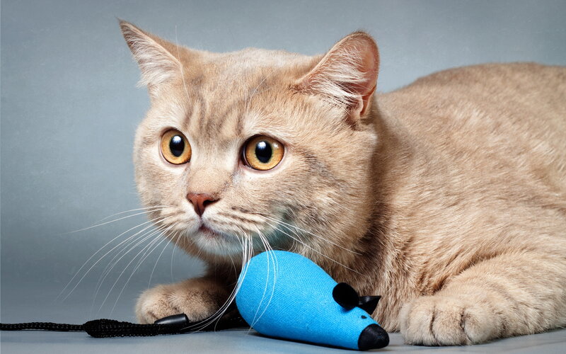 Ginger Cat with Toy Mouse