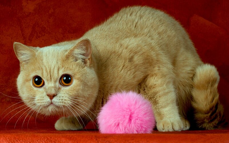 Ginger Cat with Toy