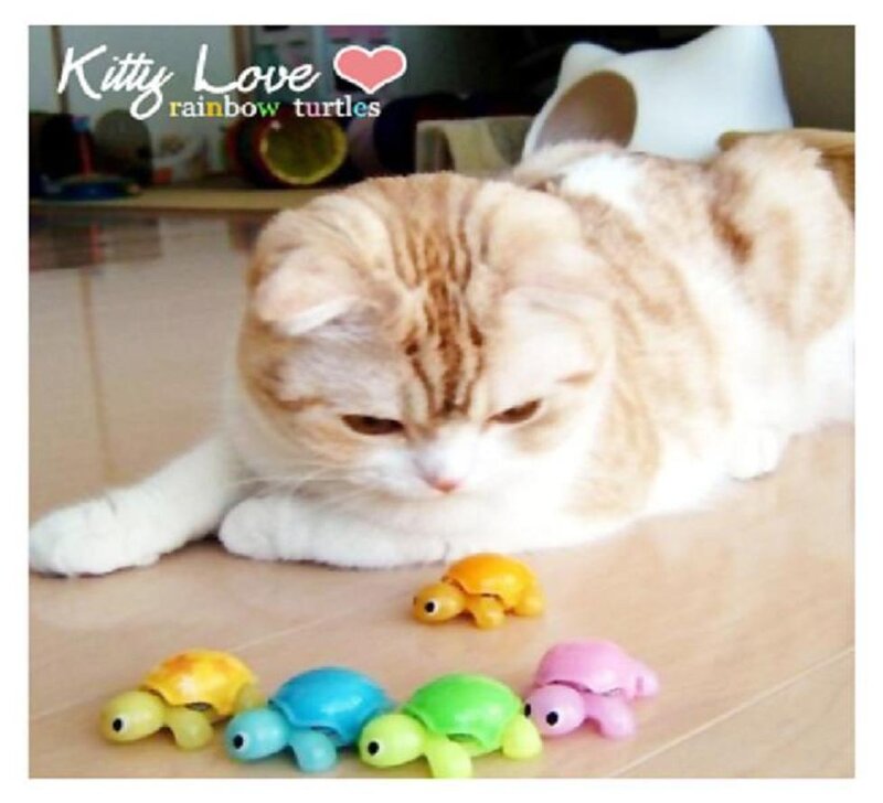 Ginger Cat with Toy Turtles