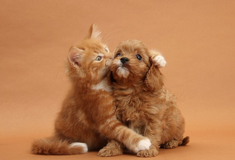 Ginger Kitten and Puppy — Orange