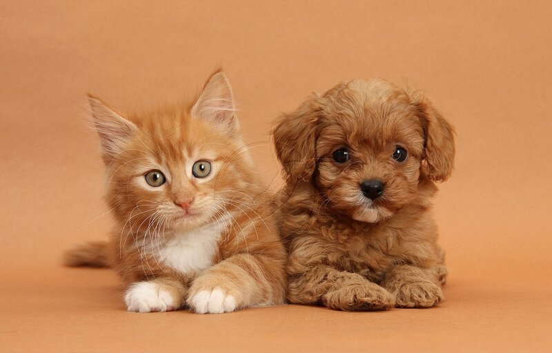 Ginger Kitten and Puppy