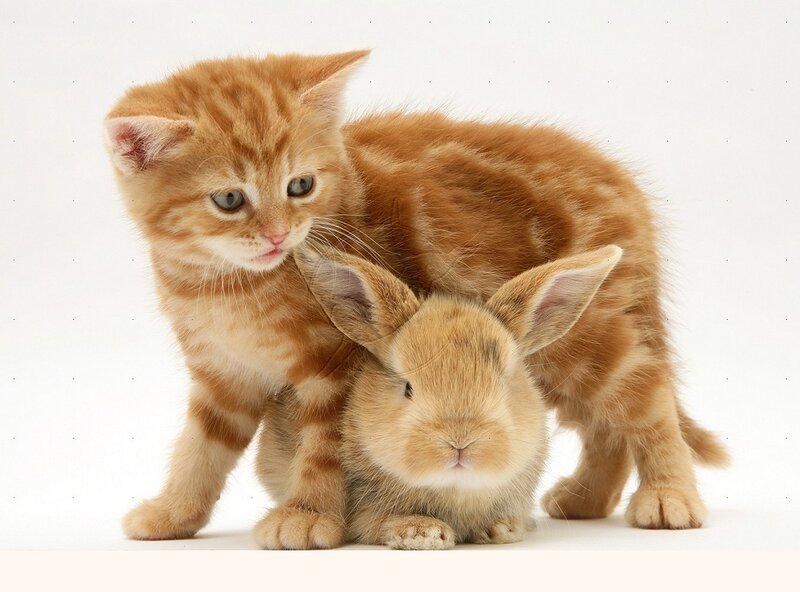 Ginger Kitten and Rabbit