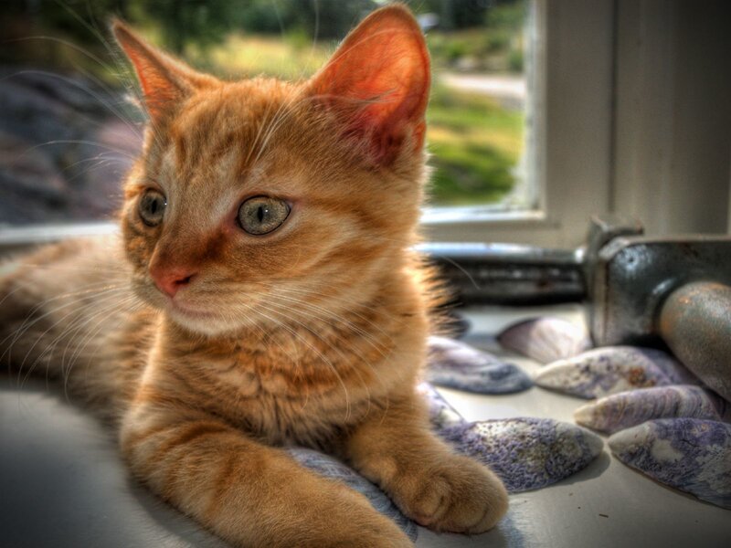 ginger kitten by the window